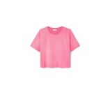 Kleur Rose